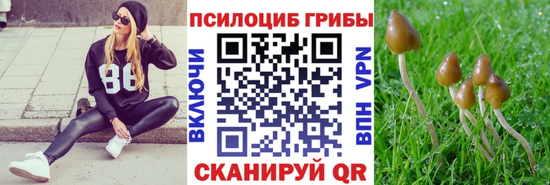 Псилоцибиновые грибы Psilocybine cubensis  Коряжма 